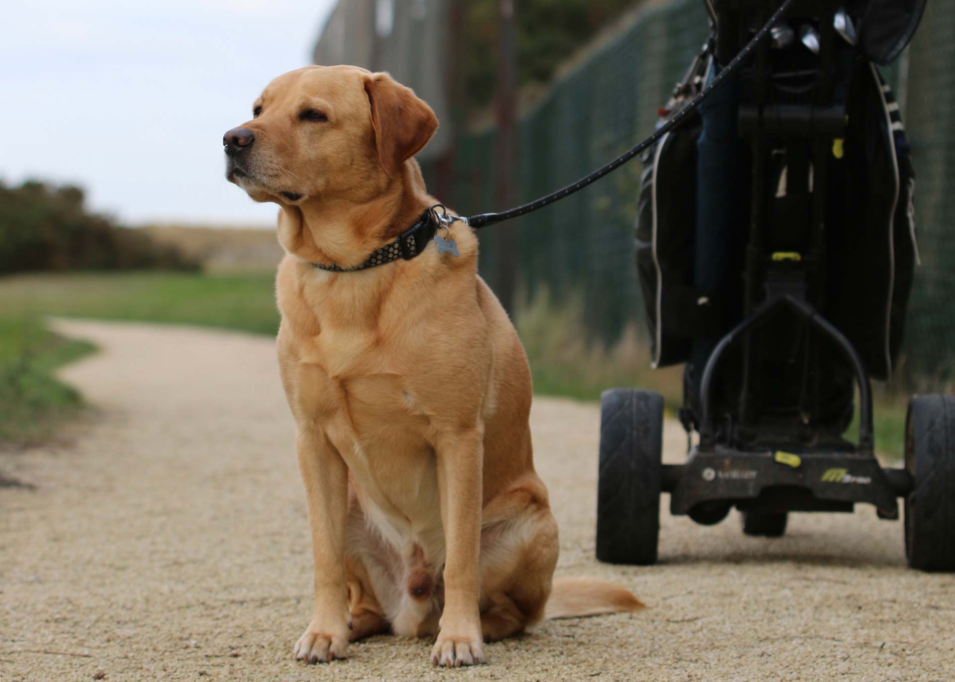 Sammy on the golf course