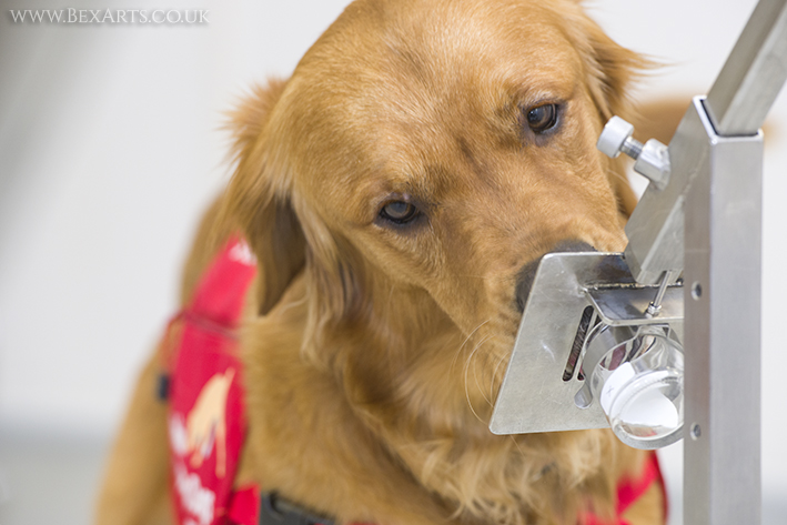 Medical Detection Dogs