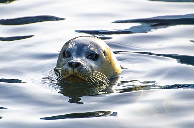 grey seal spotting