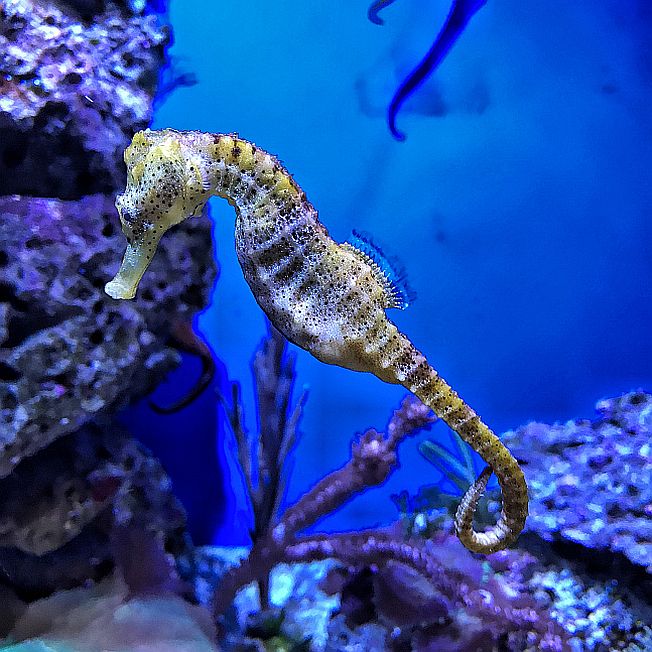 seahorse seallife centre